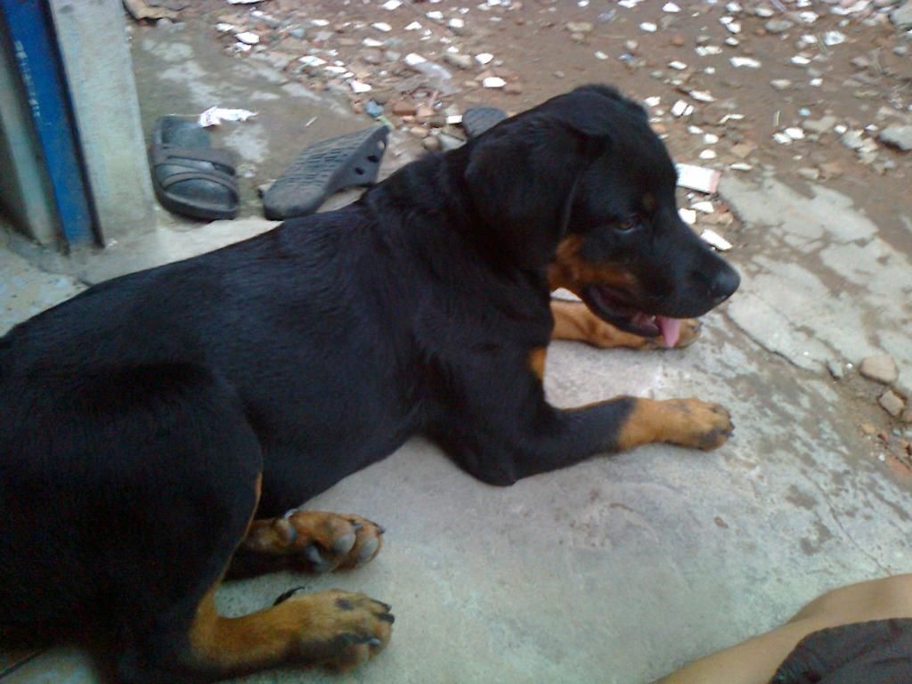 Cún nhà mình thuộc giống gì ? sư cẩu vào phán dùm mình cái - 5