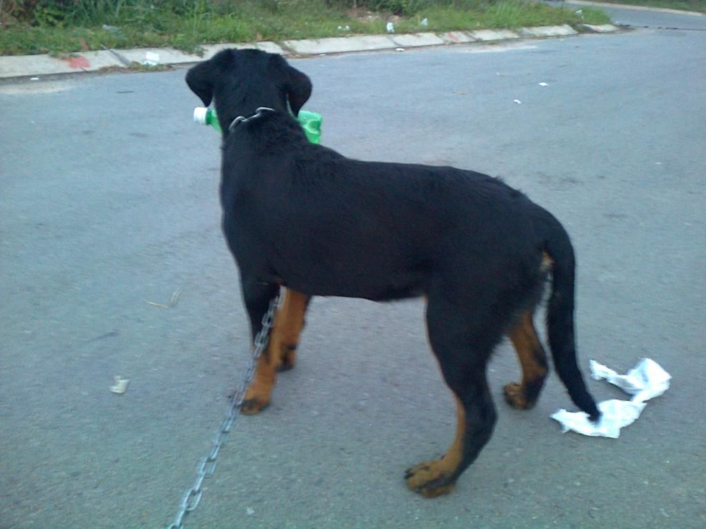 Cún nhà mình thuộc giống gì ? sư cẩu vào phán dùm mình cái - 4