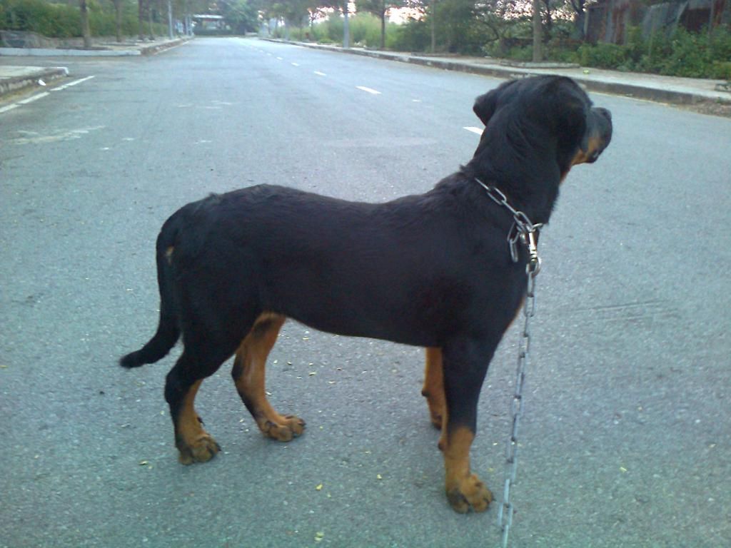 Cún nhà mình thuộc giống gì ? sư cẩu vào phán dùm mình cái - 3