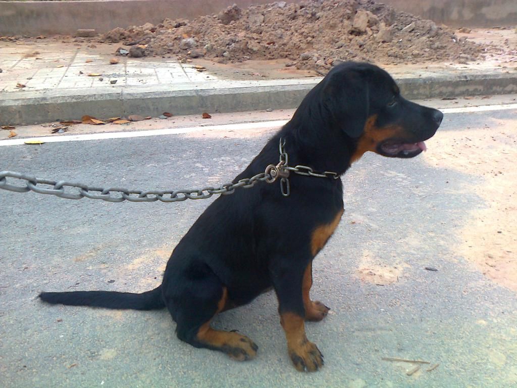 Cún nhà mình thuộc giống gì ? sư cẩu vào phán dùm mình cái - 2