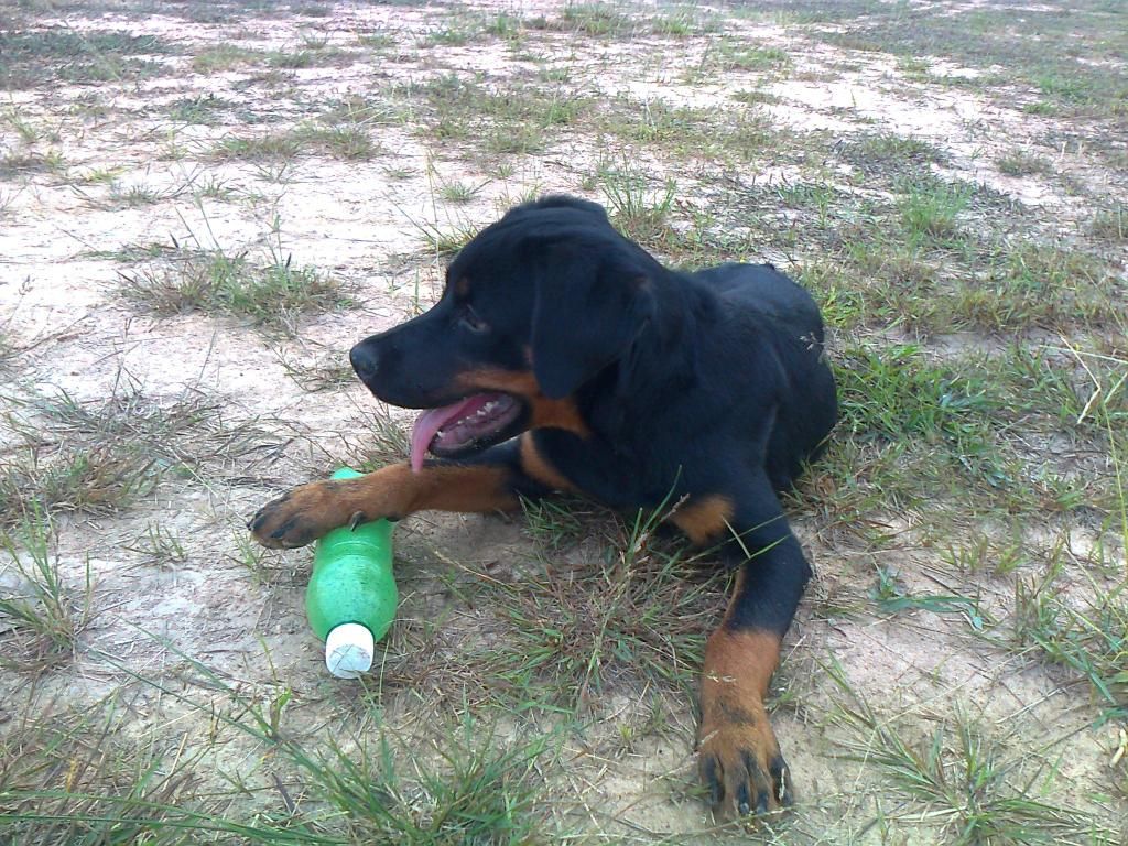 Cún nhà mình thuộc giống gì ? sư cẩu vào phán dùm mình cái - 1