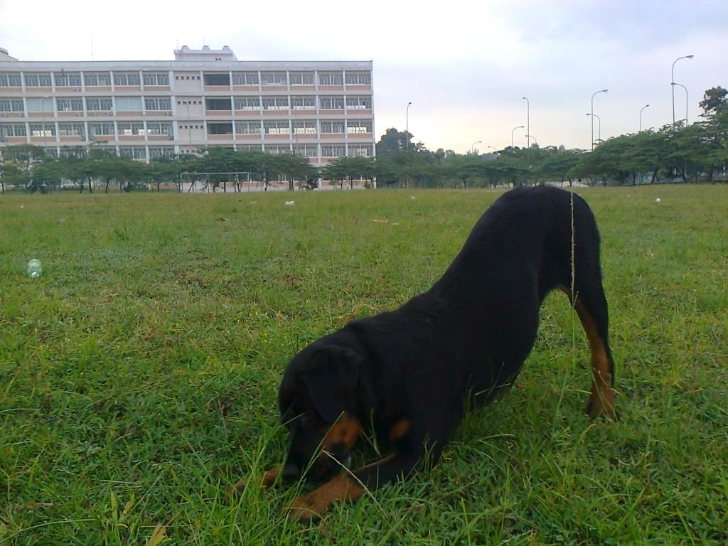 Cún nhà mình thuộc giống gì ? sư cẩu vào phán dùm mình cái