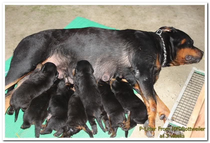 Cún nhà mình thuộc giống gì ? sư cẩu vào phán dùm mình cái - 1