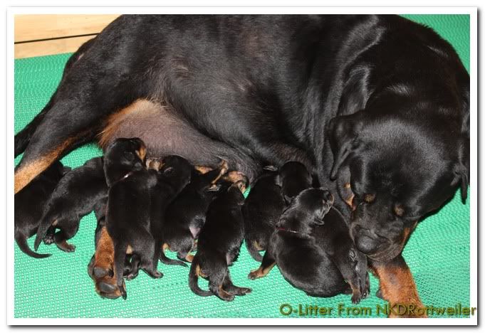 Cún nhà mình thuộc giống gì ? sư cẩu vào phán dùm mình cái - 2