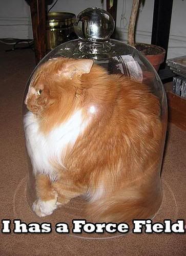 fluffyshit nonsense journey cat lol funny