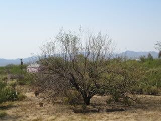 Mesquite
