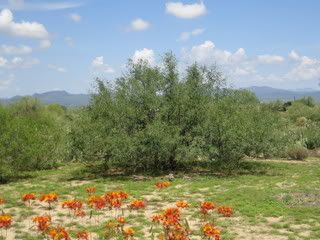 Mesquite
