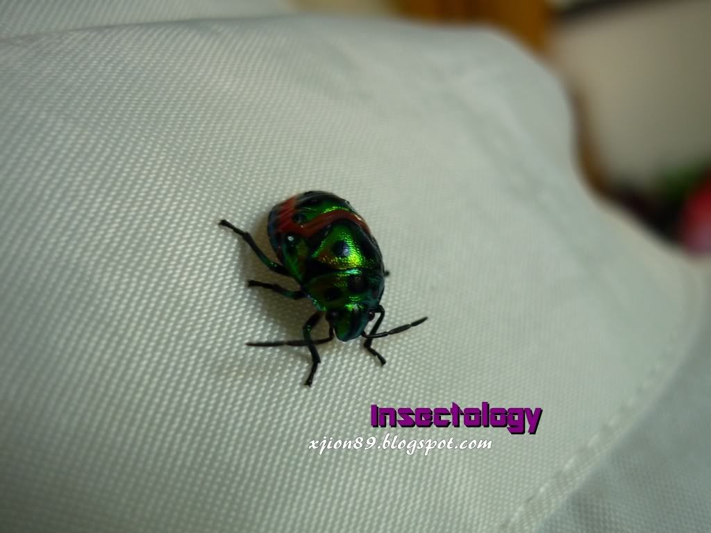 insect~~