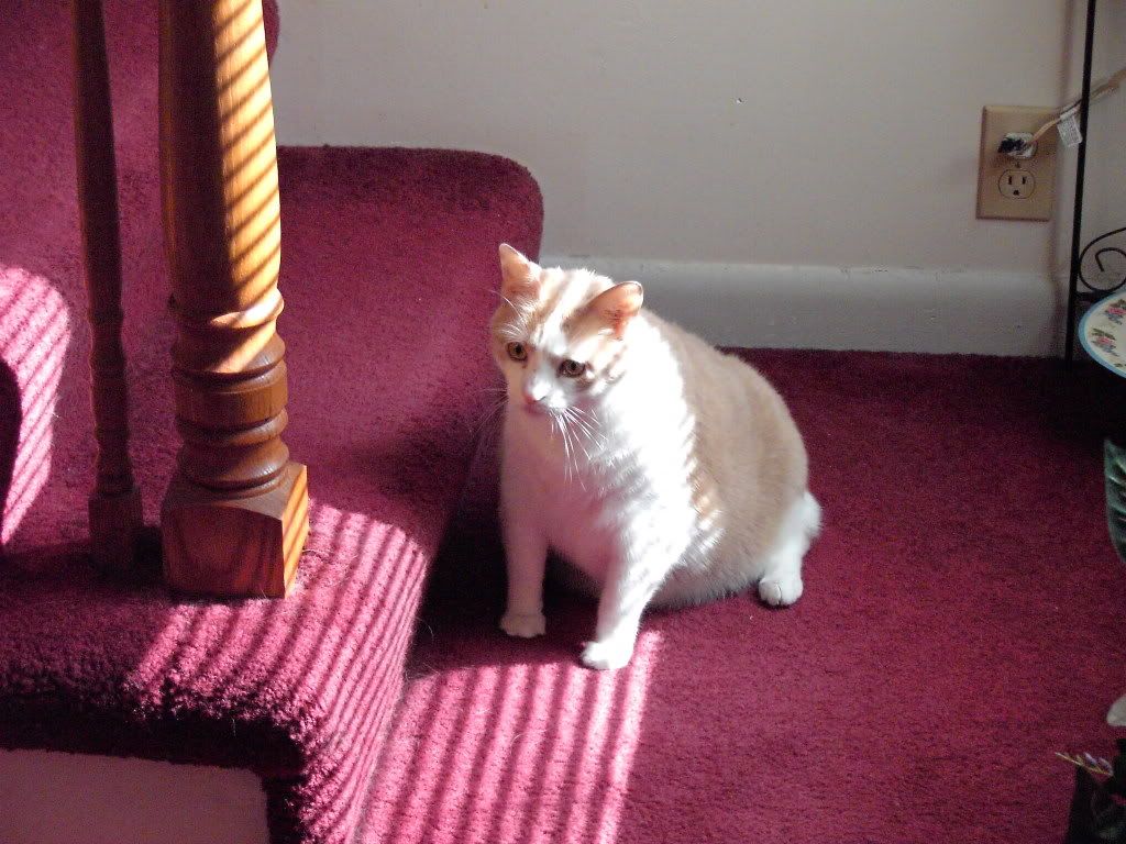 Lucy the Wacko photo Wacko.jpg