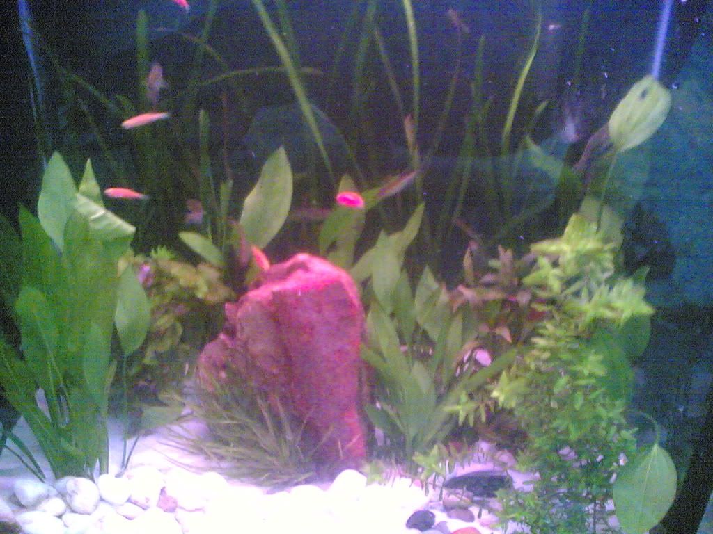 HCM-Cung cấp hồ đã qua sử dụng