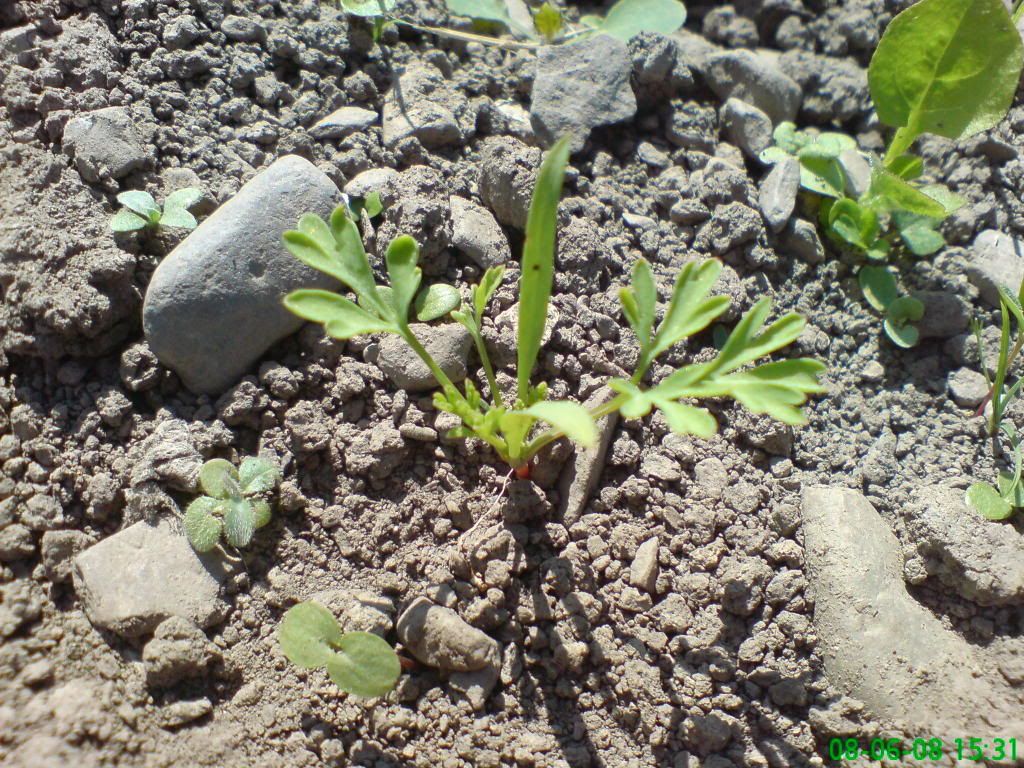 Carrot Seedlings