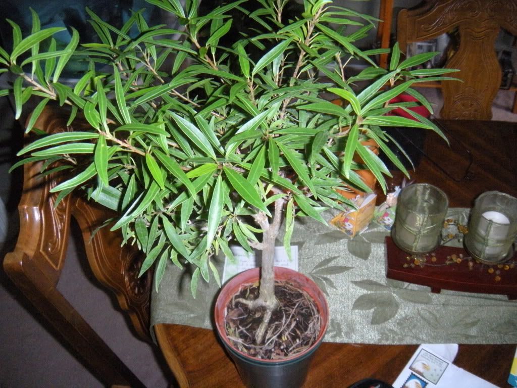 Air Layer This Ficus? Bonsai Nut