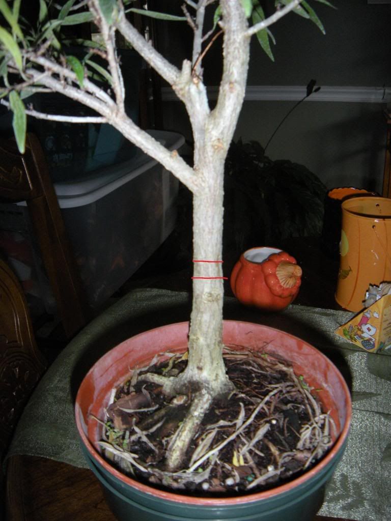 Air Layer This Ficus? Bonsai Nut