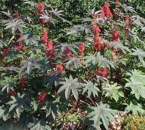 Castor bean Pictures, Images and Photos
