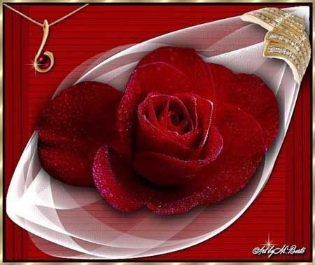 Rose Gift Pictures, Images and Photos