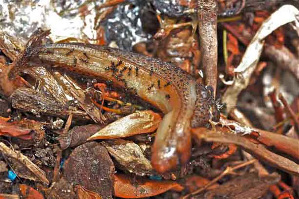 IMAGE: http://i277.photobucket.com/albums/kk52/mercedes987/snail.jpg