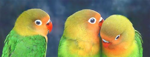 вирусный маркетинг