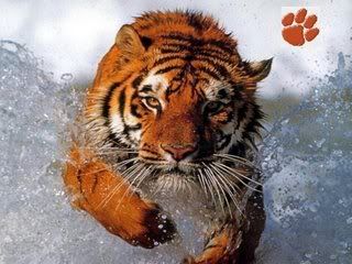 Clemson tigers Pictures, Images and Photos
