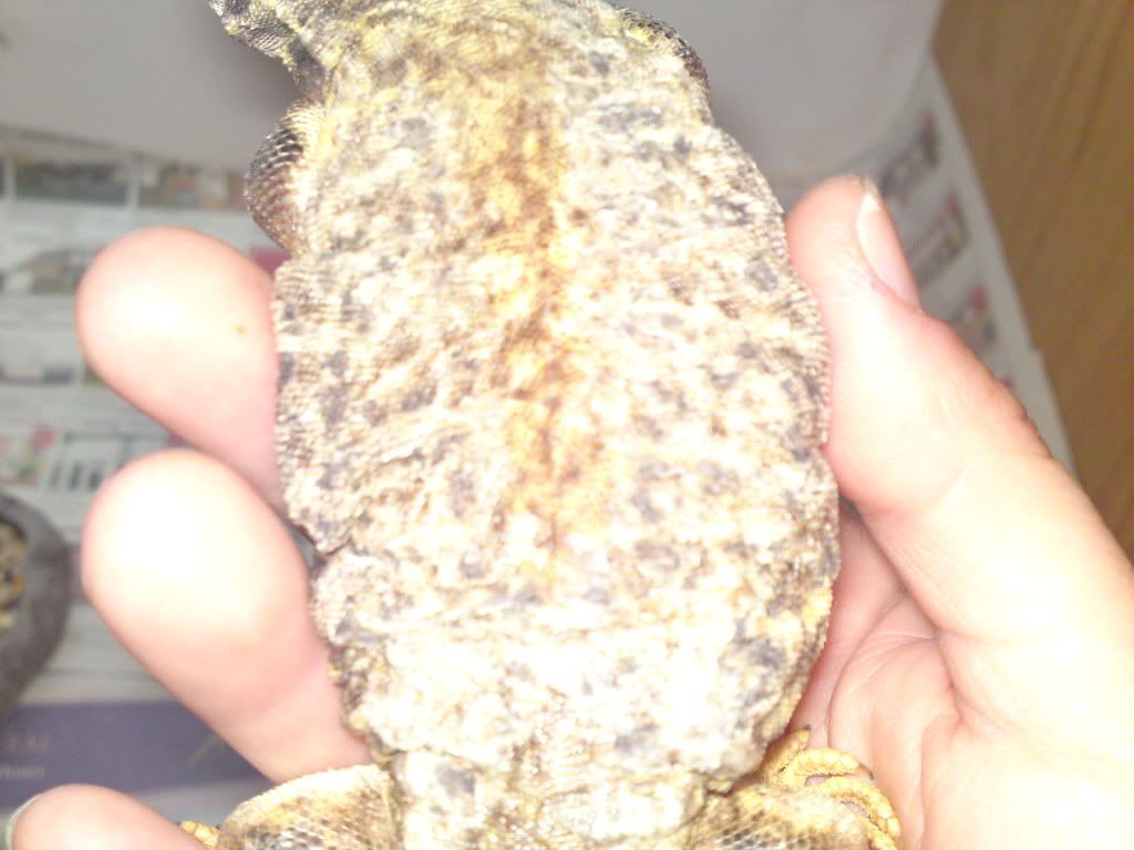 shed uromastyx problem bad help member