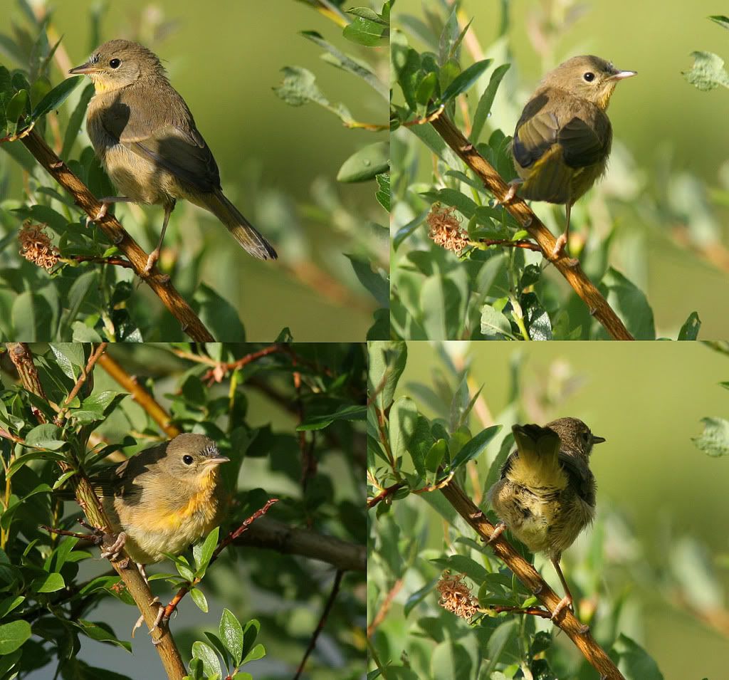 IMAGE: http://i277.photobucket.com/albums/kk54/da_nige/Warbler.jpg