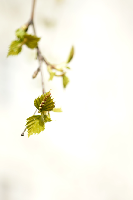 birch
