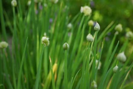 garlic
