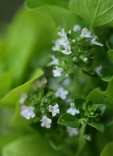herbflowers