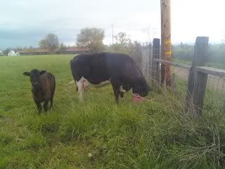 First cow and calf - Cattle