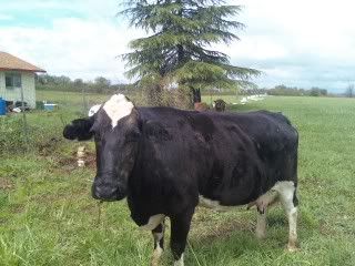 First cow and calf - Cattle