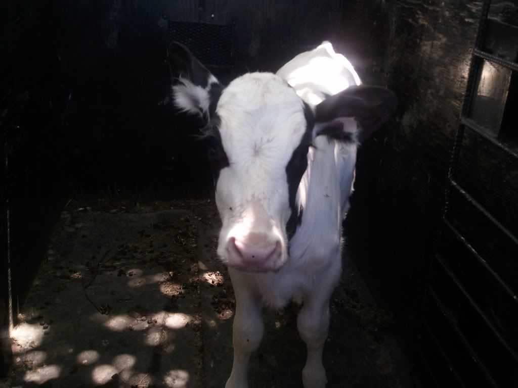 My wife aniversary gift - Cattle