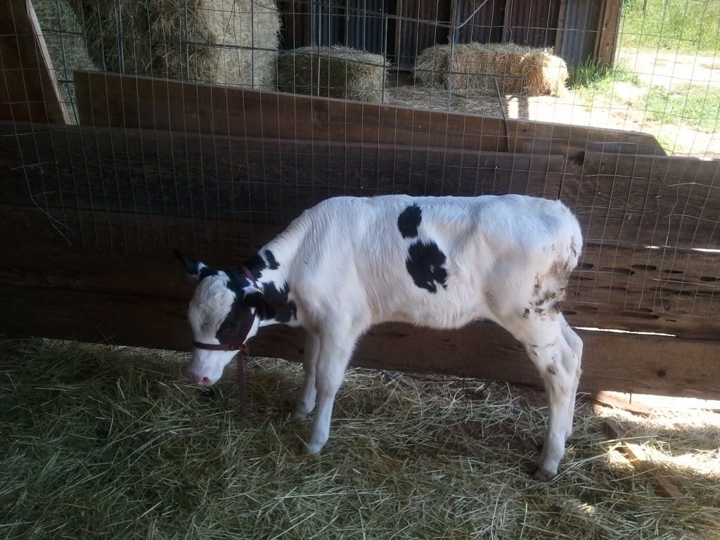 My wife aniversary gift - Cattle