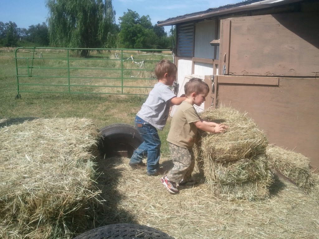 Other type of kid pictures - Goats