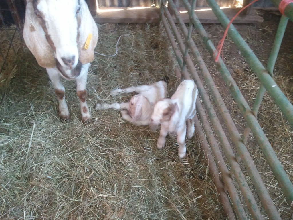 Well it just started - Goats