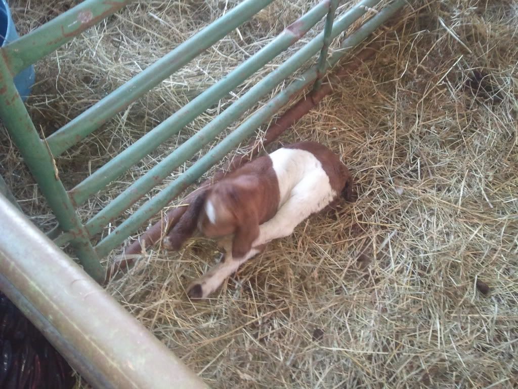 Well it just started - Goats