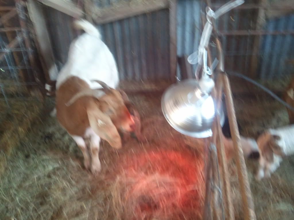 Well it just started - Goats