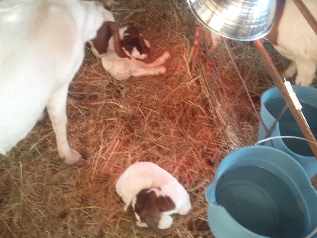 Well it just started - Goats