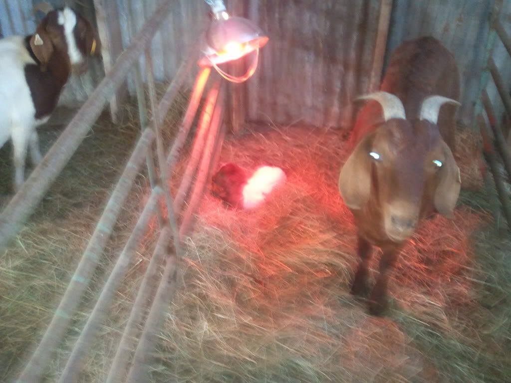 Well it just started - Goats