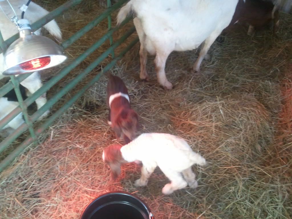 Well it just started - Goats