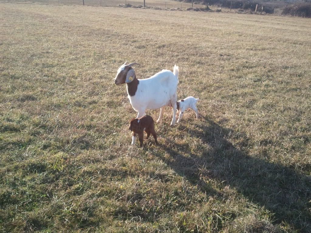 Well it just started - Goats