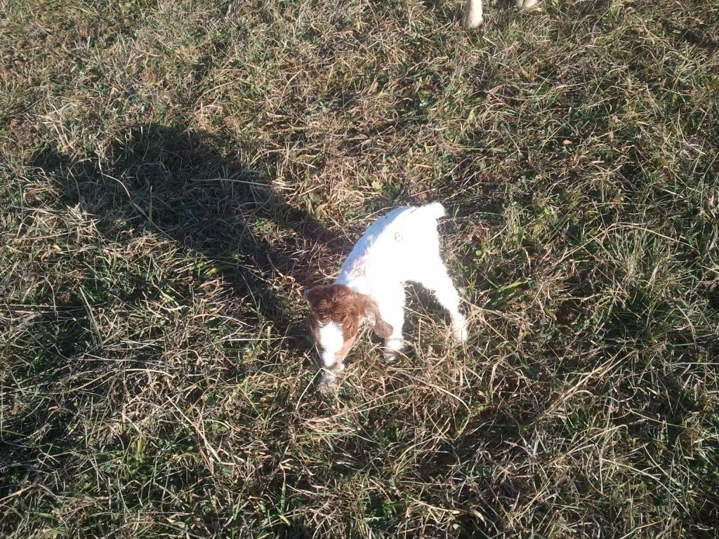 Well it just started - Goats