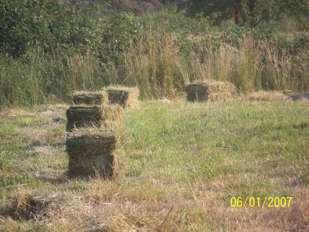 Some more Pic of our little home... - Homesteading Questions