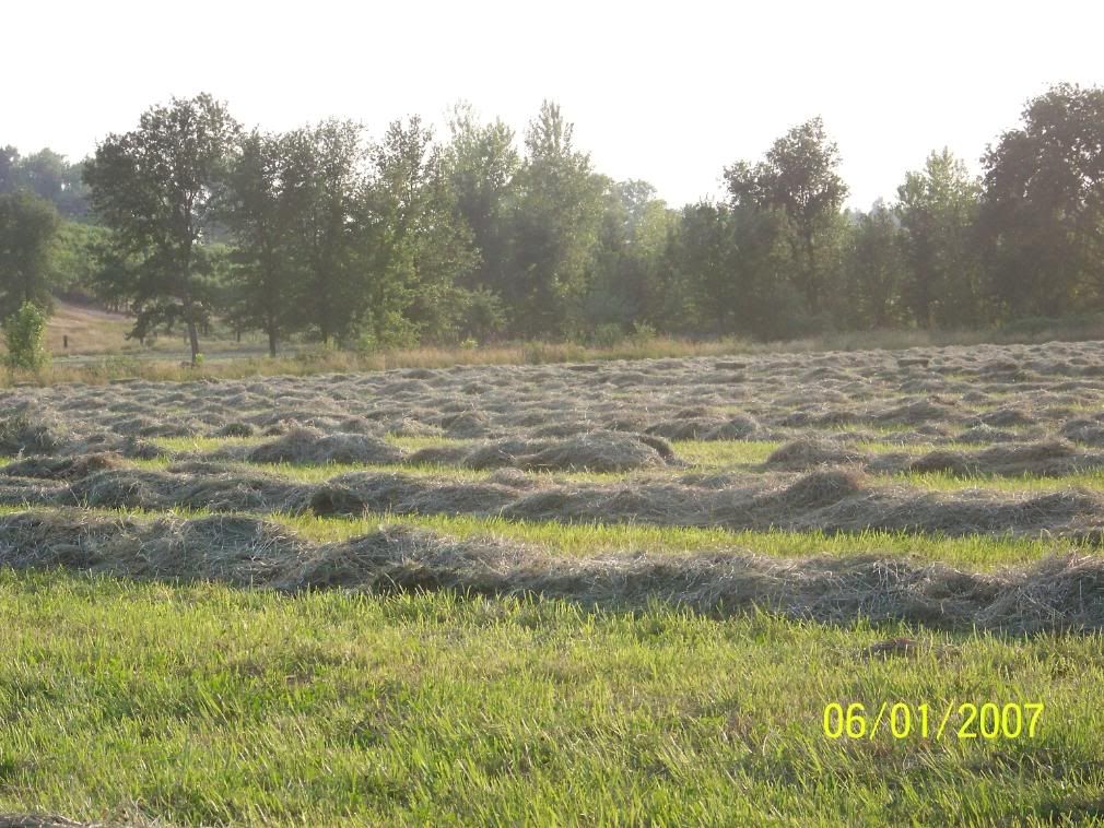 Some more Pic of our little home... - Homesteading Questions