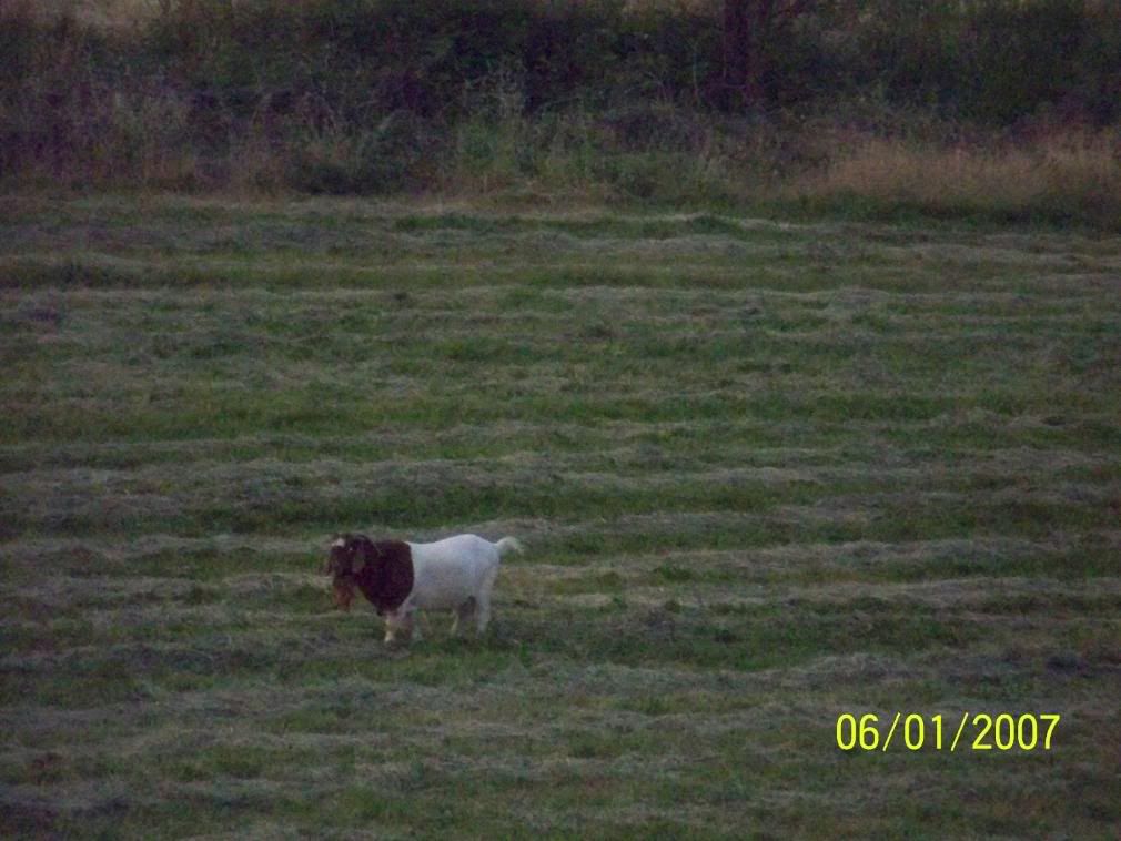 Some more Pic of our little home... - Homesteading Questions