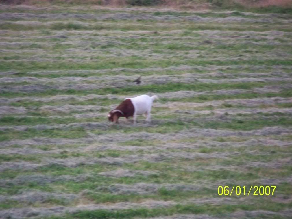 Some more Pic of our little home... - Homesteading Questions