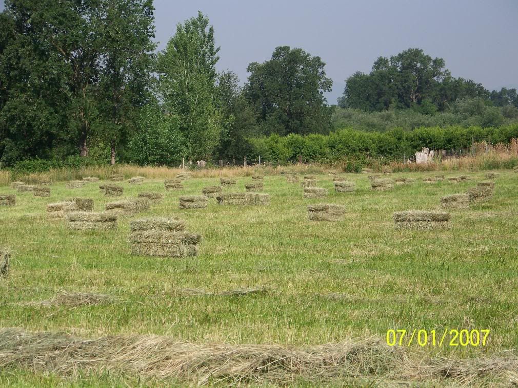 Some more Pic of our little home... - Homesteading Questions