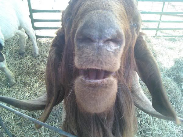 Buck in my Flip table for hoof trimming - Goats
