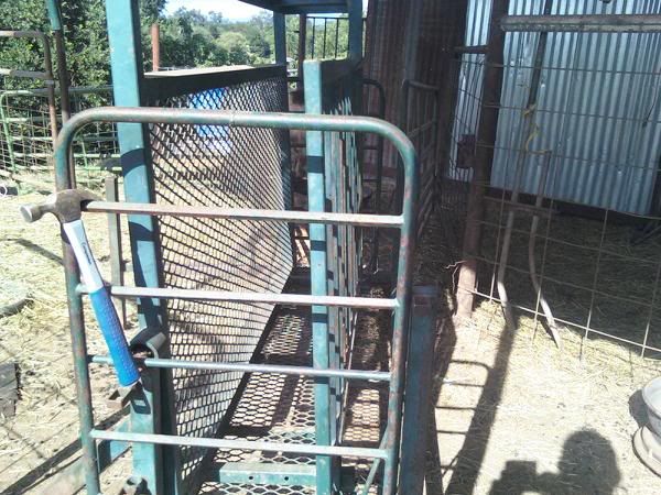 Buck in my Flip table for hoof trimming - Goats