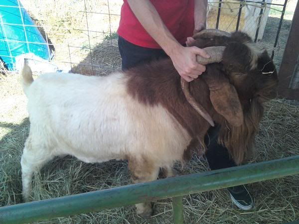 Buck in my Flip table for hoof trimming - Goats
