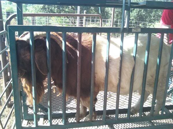 Buck in my Flip table for hoof trimming - Goats