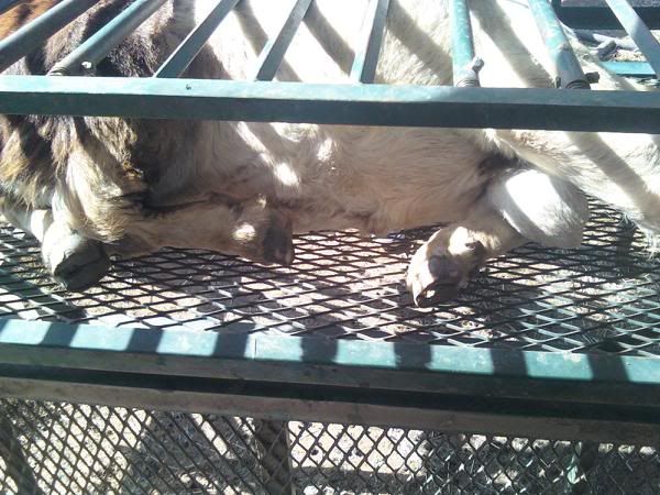 Buck in my Flip table for hoof trimming - Goats
